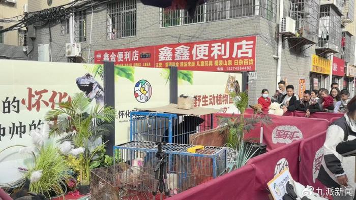 晓华理发店周围连夜铺路扩街，野生动物园携黑熊前来助阵