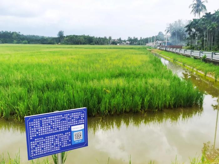 土地整治用炮机？这块水稻田得来有多难