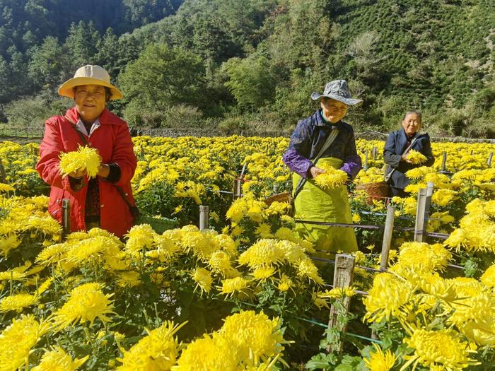 徽州区杨村乡：金丝皇菊开出幸福“致富花”