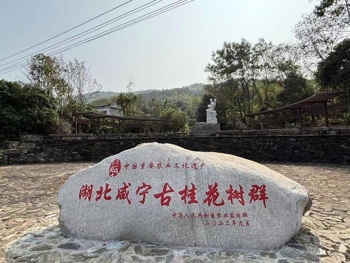 【理响中国·讲好“中国式商量”故事】半城桂花半城茶 基层民主协商助推咸宁特色产业发展