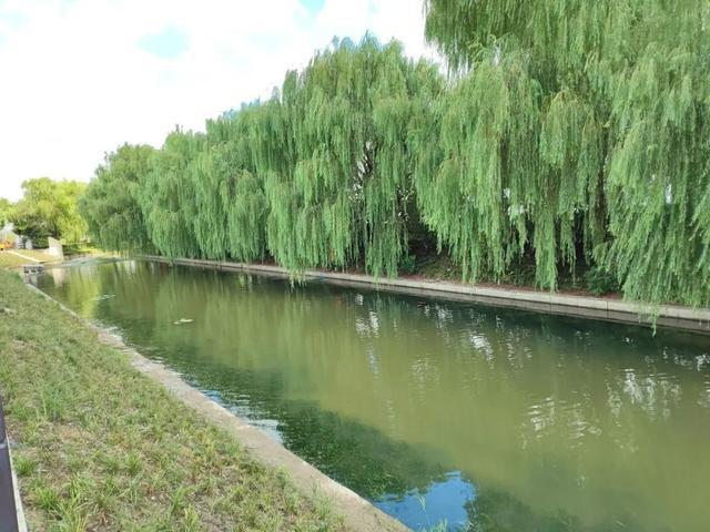 一大波水清岸绿实拍图来咯，就在闵行这里