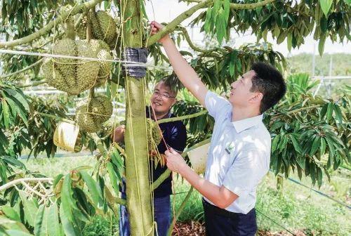 “大嘴鸟”榴莲种植基地工作人员正在给榴莲绑绳,以确保自然成熟后脱落的榴莲不会砸落在地。 受访者供图