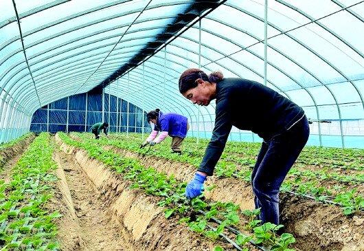 麦积区：草莓大棚绿意浓