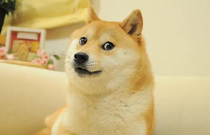 缩写Doge，马斯克将要领导的这个“政府效率部”是啥？