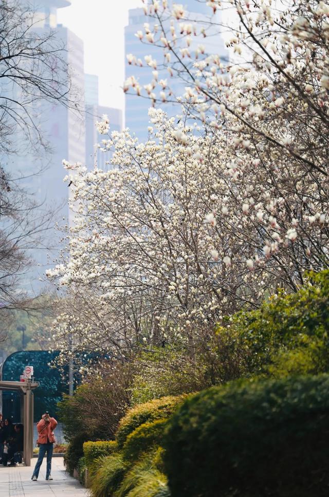 上海又一条宝藏Citywalk路线出炉！漫步苏州河畔领略绿色与历史~