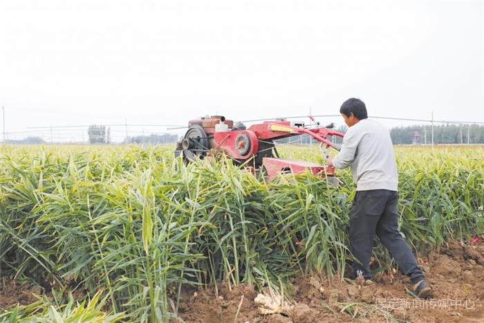 蠡县榆林村：生姜特色产业种植助农增收