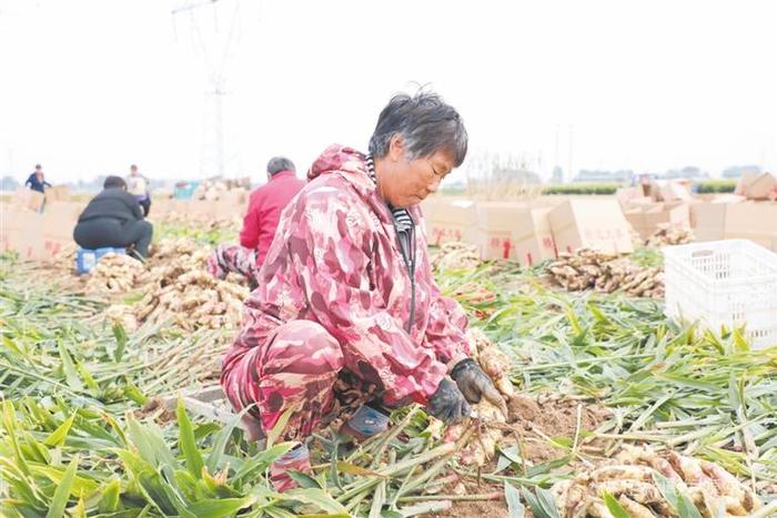 蠡县榆林村：生姜特色产业种植助农增收