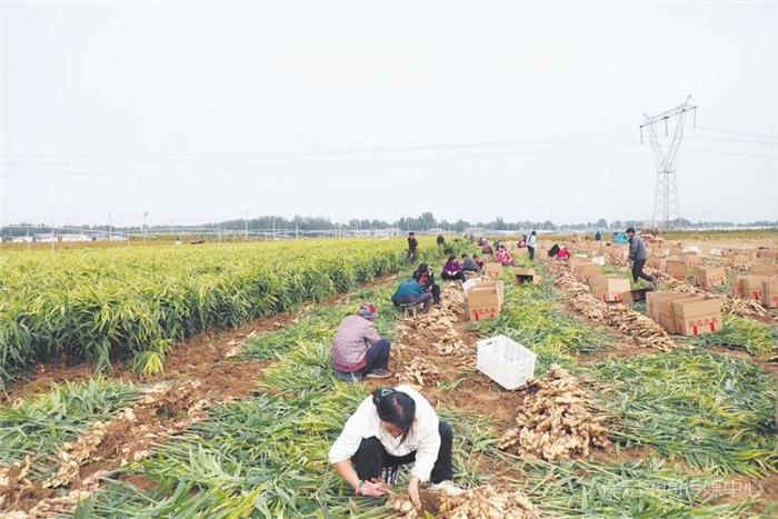 蠡县榆林村：生姜特色产业种植助农增收