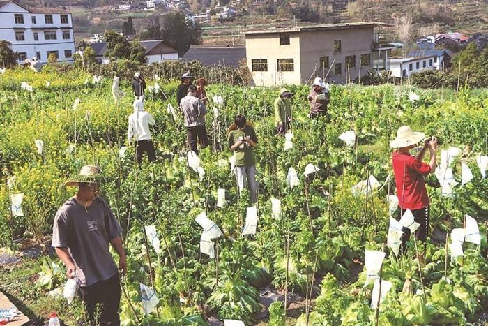 土里栽“芯片” 种业新活力