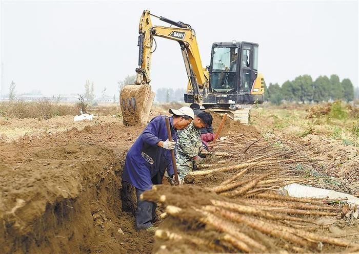 山药收获季 农民采挖忙