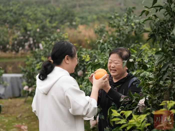 C视频丨“橘”时已到 成都蒲江的爱媛橙开摘了