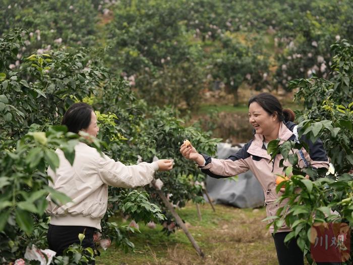 C视频丨“橘”时已到 成都蒲江的爱媛橙开摘了