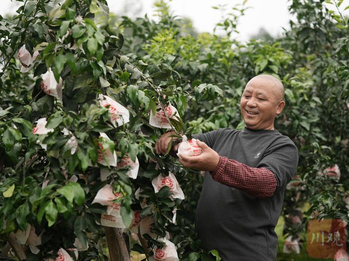 C视频丨“橘”时已到 成都蒲江的爱媛橙开摘了