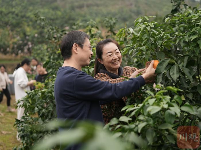 C视频丨“橘”时已到 成都蒲江的爱媛橙开摘了