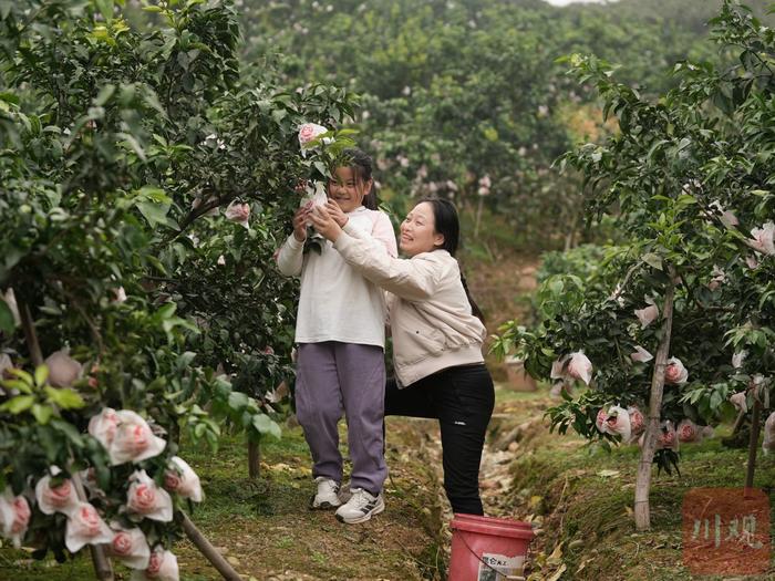 C视频丨“橘”时已到 成都蒲江的爱媛橙开摘了