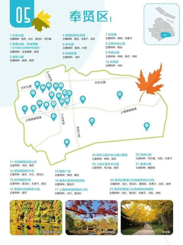 劲风冷红叶，2024奉贤赏叶地图请查收→