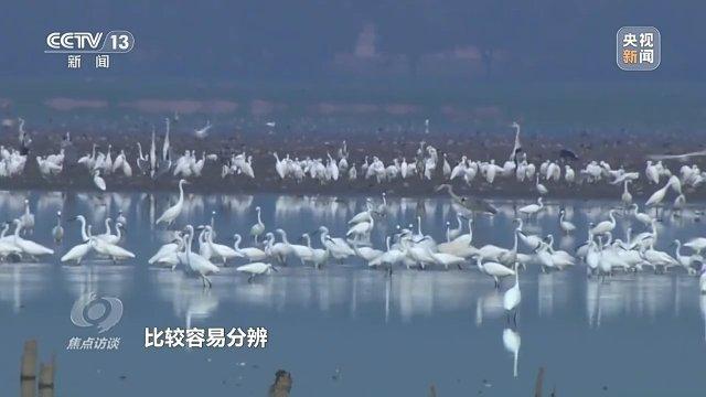 他曾为驱赶候鸟损失了三节指骨 如今为何加入了护飞队？