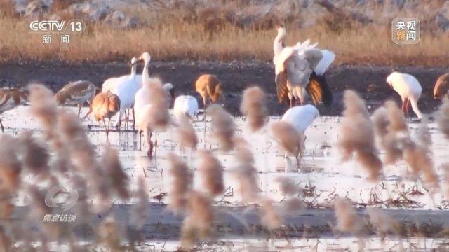 他曾为驱赶候鸟损失了三节指骨 如今为何加入了护飞队？