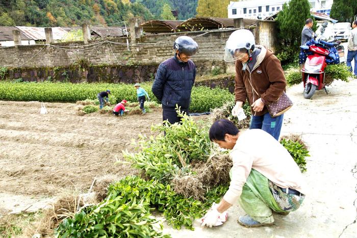 祁门：冬闲人不闲 茶农卖苗忙