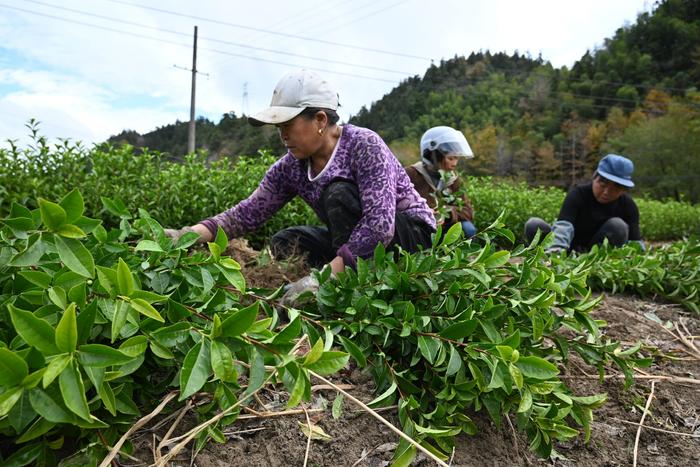 祁门：冬闲人不闲 茶农卖苗忙