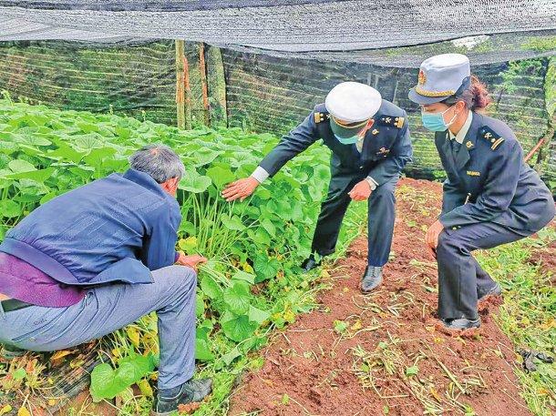 保山前10个月出口900余吨山葵