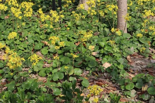 秋冬赏什么花？这种花儿可别错过……