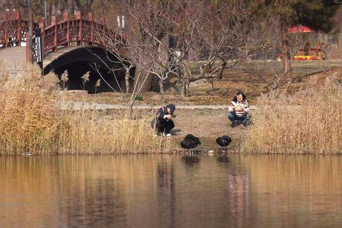 实地探访 | 圆明园黑天鹅死因查明，窝已被野鸭占据