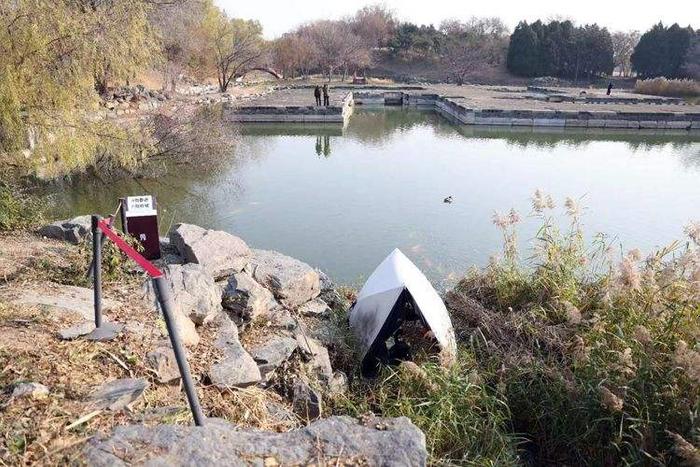 实地探访 | 圆明园黑天鹅死因查明，窝已被野鸭占据