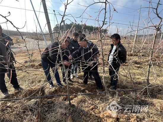 云南苹果如何凭“技”出圈？