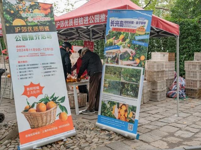 长兴柑橘香飘市区公园，价格是……