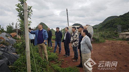 云南苹果如何凭“技”出圈？