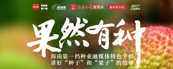 “清水石斑鱼”杉斑在海南实现人工繁育