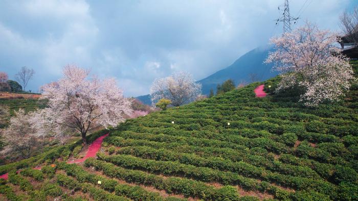 被央视关注的北川苔子茶 还有这些“独门秘籍”