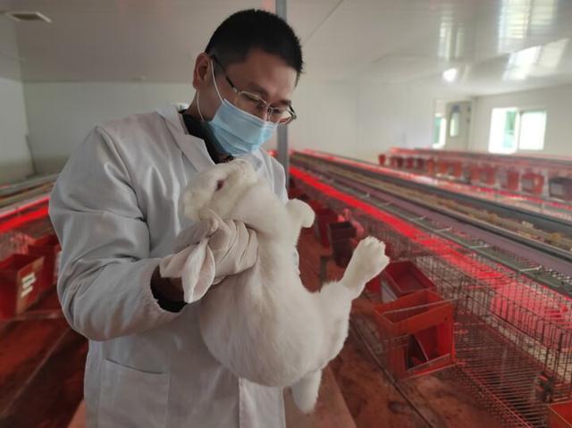 多元合作实现生态种养循环！家兔产业成江苏农民致富“香饽饽”