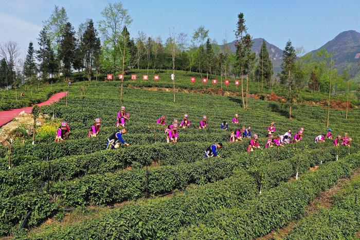 被央视关注的北川苔子茶 还有这些“独门秘籍”