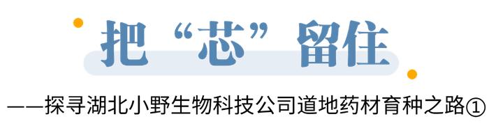 把“芯”留住——探寻湖北小野生物科技公司道地药材育种之路①