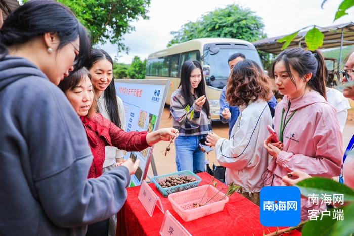 全国网媒行走进海南橡胶邦溪种苗基地：良种良苗育出橡胶好“长势”