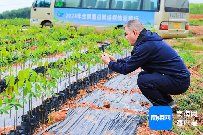 全国网媒行走进海南橡胶邦溪种苗基地：良种良苗育出橡胶好“长势”