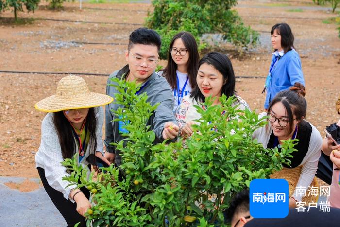 全国网媒行走进海南农垦大岭苗木产业园：奇珍异果满怀收 海南农垦锚定发展新道路