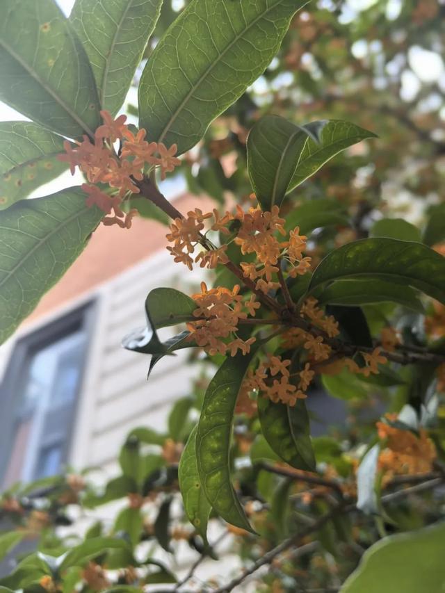 迟来的桂花香，秋末里的温柔绽放~