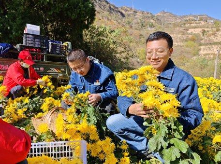 国网甘肃电力帮扶村里金丝皇菊采摘忙