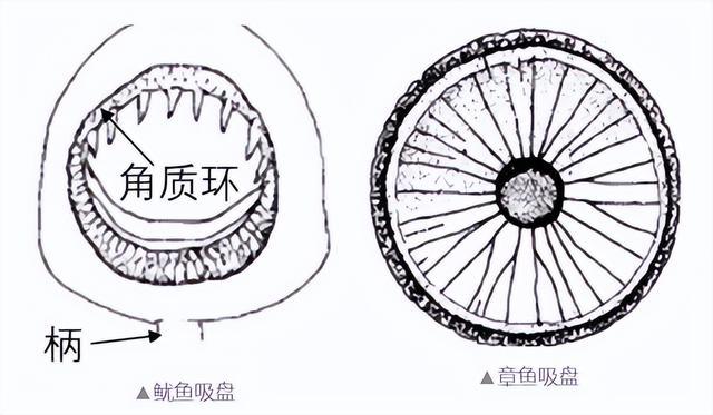 下架！很多人爱吃，70%以上竟是假的