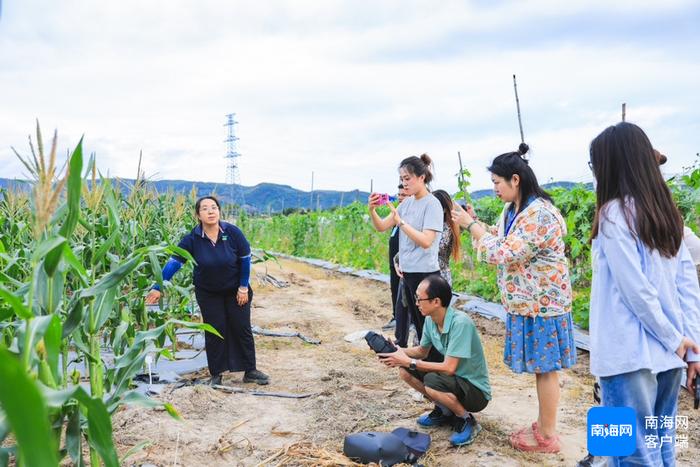 网媒行走进海垦南繁育种基地：提升品种“含新量” 撬动市场“含金量”