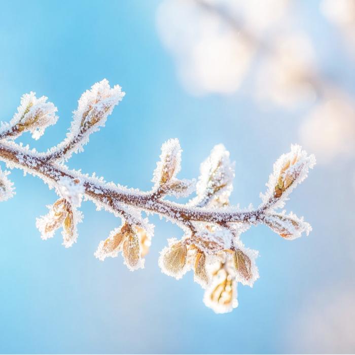 光信文化 | 小雪初临  草木含霜