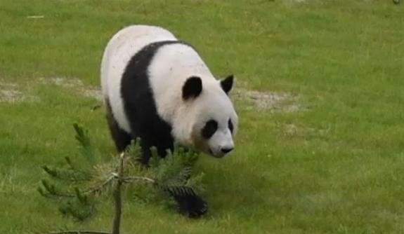 旅芬大熊猫“华豹”“金宝宝”平安接返回国