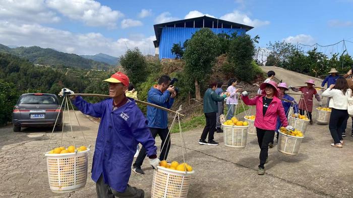 万亩脐橙开摘“橙”就美好“钱”景 梅州市平远县举办第二十届脐橙文化旅游系列活动