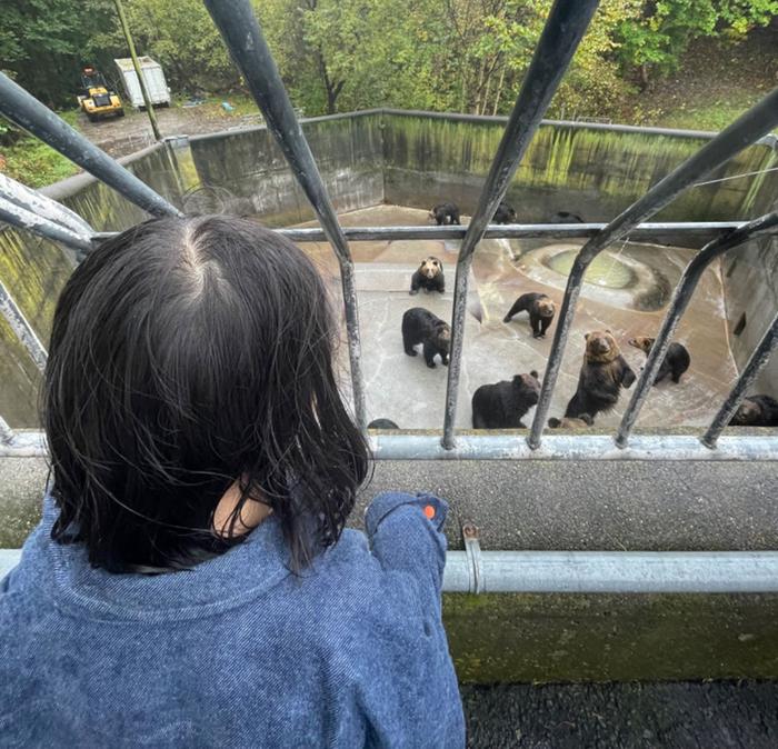 【见·闻】日本如何破解人熊生存空间博弈难题