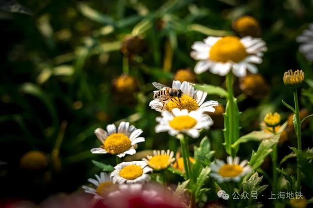 搭乘地铁轻松解锁魔都秋日赏菊地图