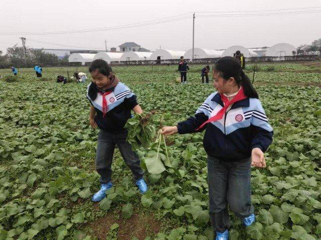 创新思政教育|湘潭市60余名大中小学生在蔬菜种植基地开展农耕文化研学