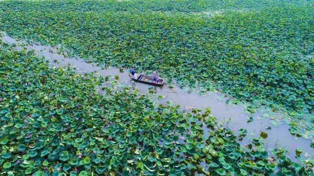 探索绿色发展与经济建设的新路径，“生态岛”开出了“致富花”